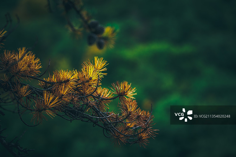 美国莫洪克保护区树木的特写，背景虚化图片素材