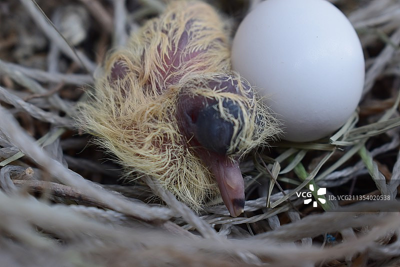 鸟巢里的鸡蛋特写图片素材