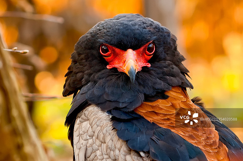 老鹰户外栖息特写图片素材