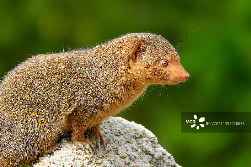 岩石上的松鼠特写镜头图片素材