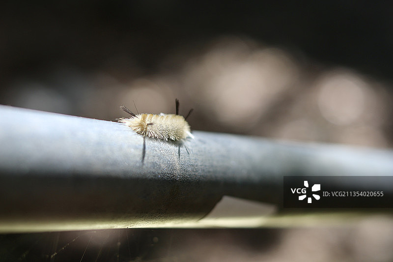 毛毛虫在栏杆上特写图片素材