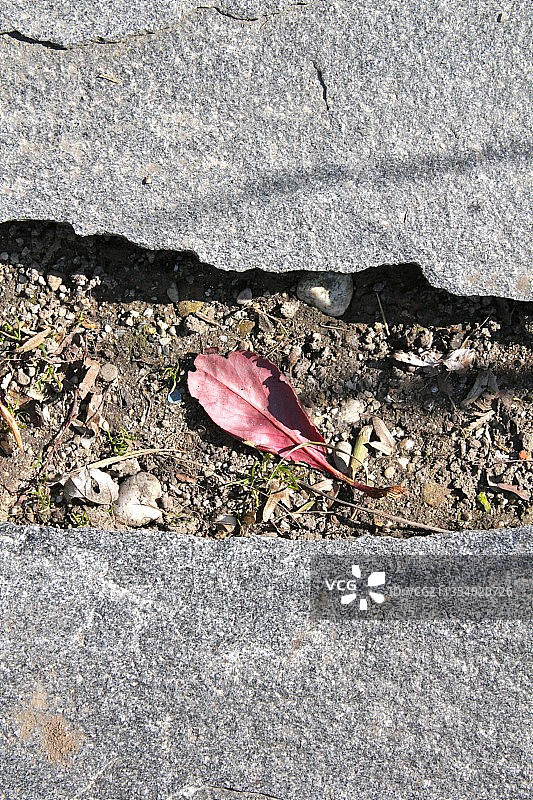 粉色玫瑰花俯视图图片素材