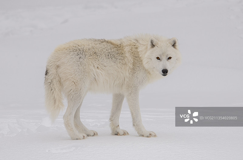 站在加拿大积雪覆盖的田野上的北极灰狼的全身像图片素材