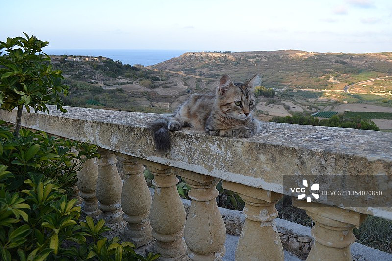 戈佐岛马耳他：坐在挡土墙上的猫的画像图片素材