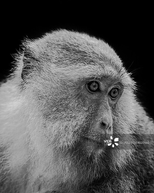 黑色背景下，向远处眺望的猕猴特写图片素材