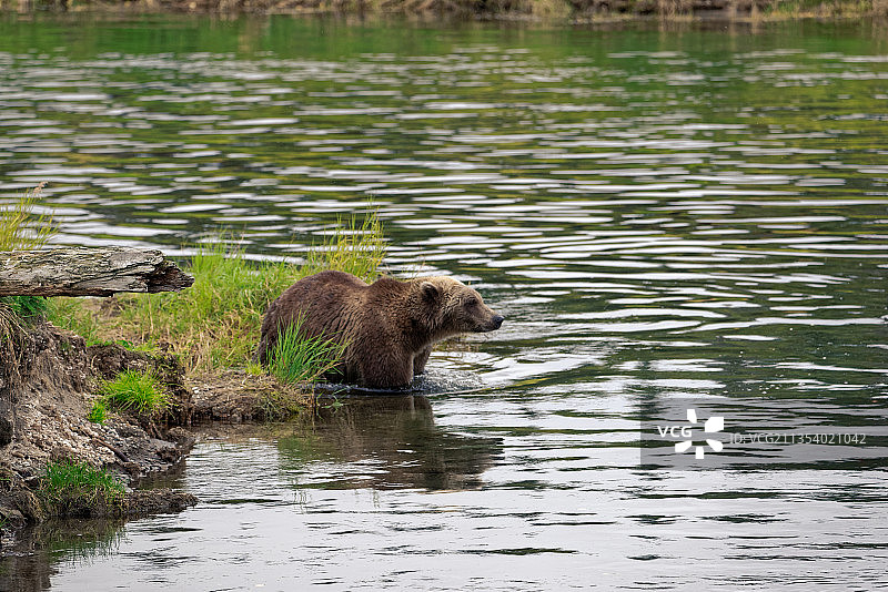 美国阿拉斯加布鲁克斯湖水上飞机基地的棕熊图片素材