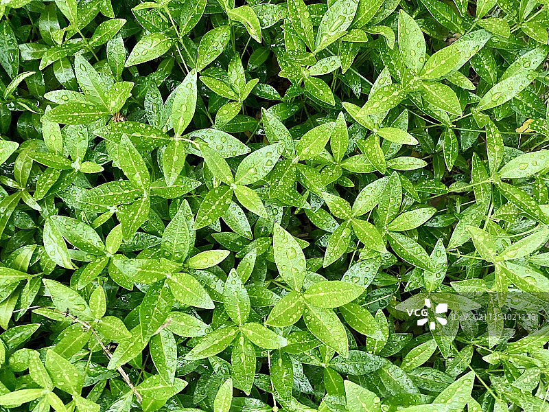 乌克兰田野植物生长的全画幅照片图片素材