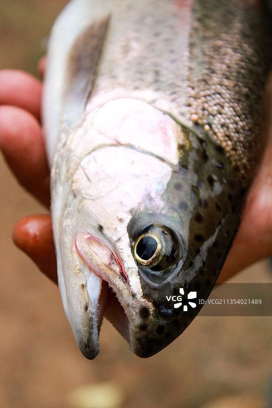 手持虹鳟鱼照片，美国俄勒冈州图片素材