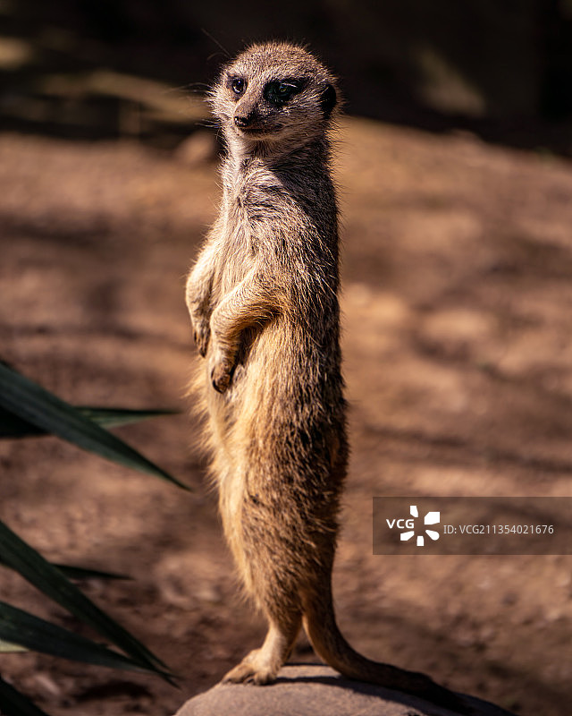 美国田纳西州纳什维尔岩石上站立的猫鼬特写图片素材