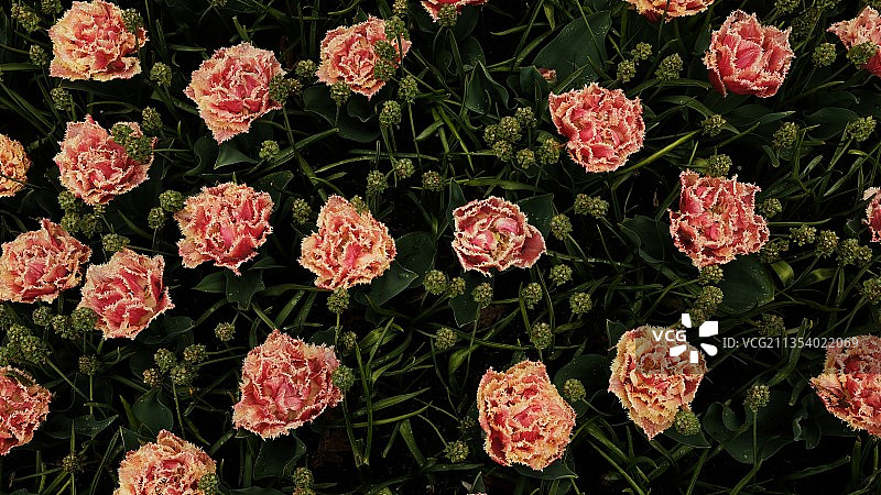 荷兰库肯霍夫公园的开花植物高角度视图图片素材