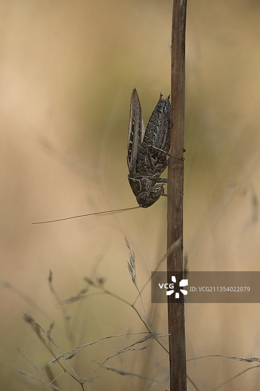 鸟栖息在植物上的特写镜头图片素材