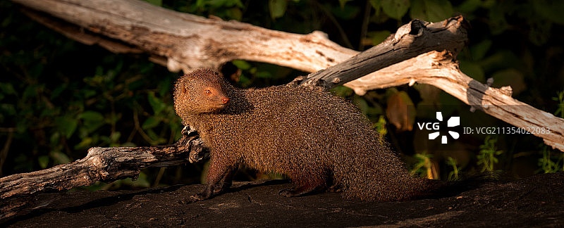 斯里兰卡树干上的松鼠特写图片素材