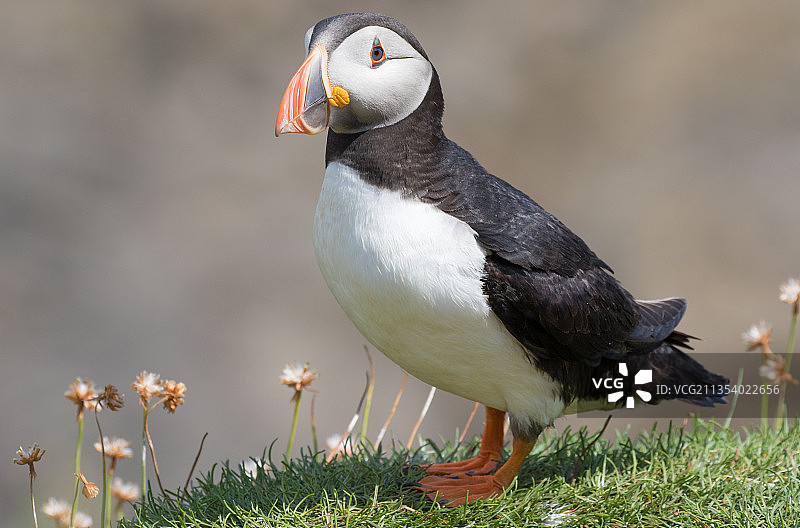 大西洋海鹦栖息在斯塔法岛田野上的特写，英国图片素材