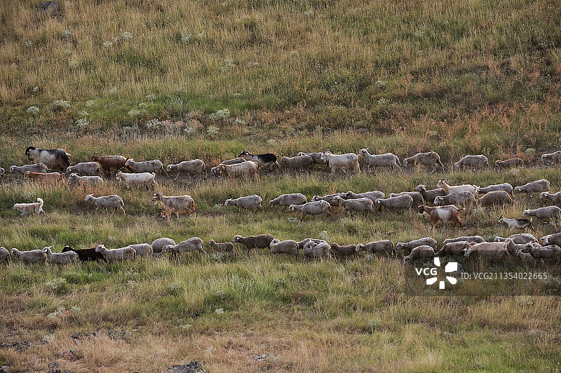 羊群在牧场上吃草的高角度视角图片素材