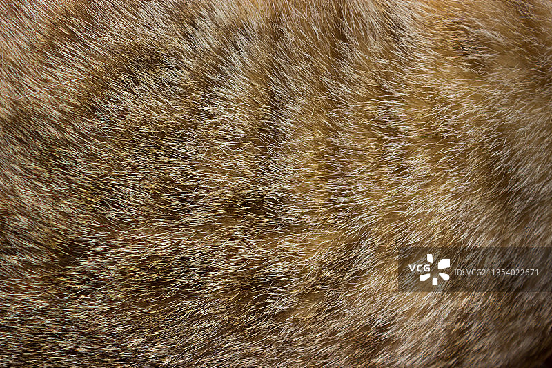 动物全画幅照片图片素材