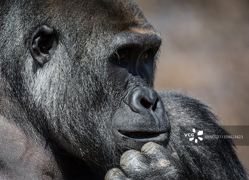 西部低地山地大猩猩远眺特写图片素材
