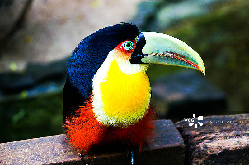 犀鸟栖息在木头上的特写，巴西图片素材