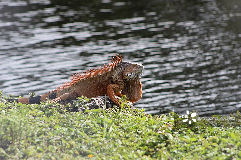 岩石上的鬣蜥特写镜头图片素材