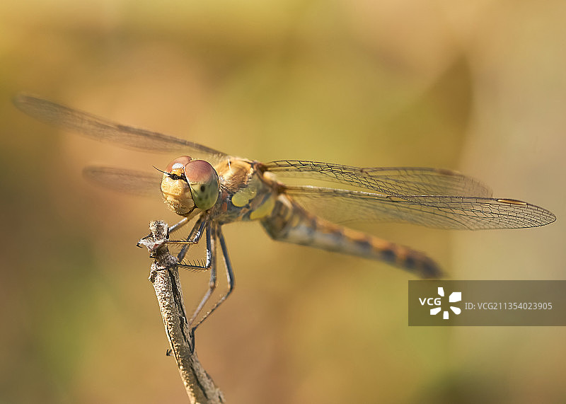 德国美因茨树枝上的蜻蜓特写图片素材