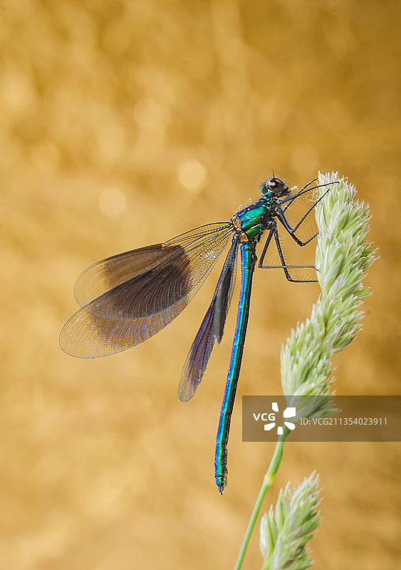 豆娘在植物上的特写镜头图片素材