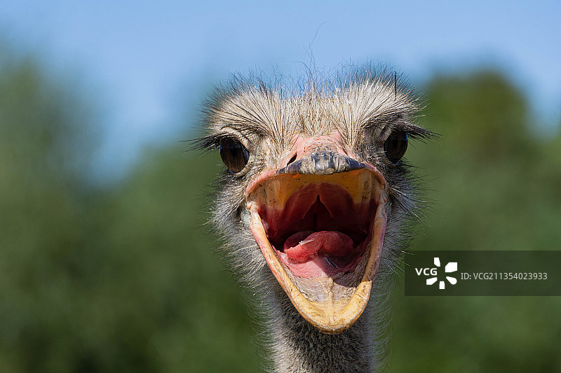 天空背景下的鸵鸟特写肖像图片素材