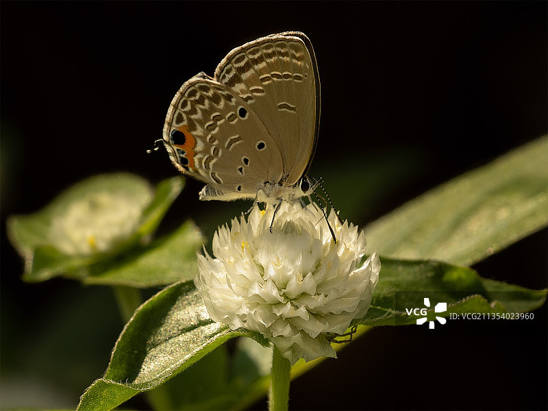 蝴蝶在花上授粉的特写镜头图片素材