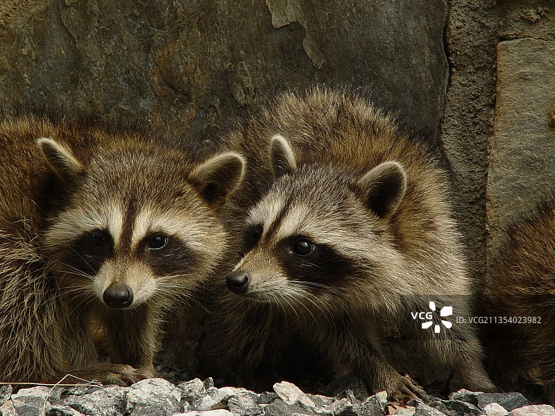 岩石上的猫鼬特写，美国图片素材