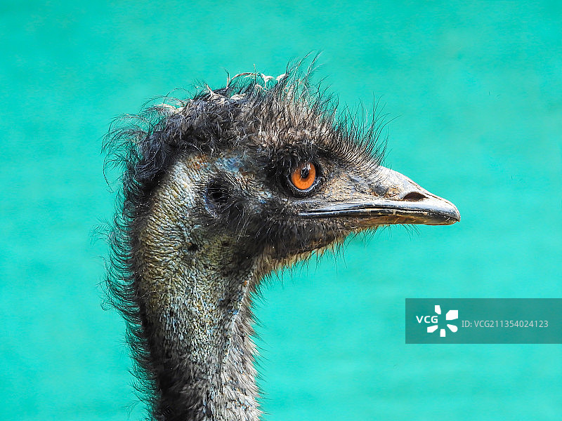 蓝色背景下的鸵鸟特写图片素材