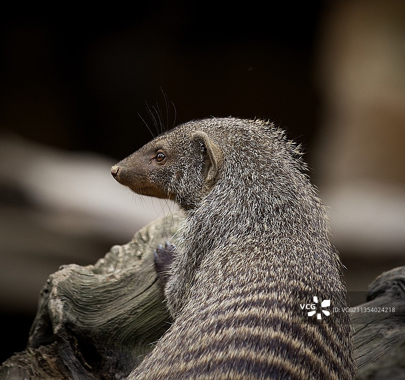 德国德累斯顿岩石上的猫鼬特写图片素材