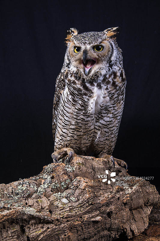 栖息在树枝上的大角鸮，黑色背景图片素材