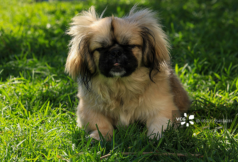 南非草地上京巴犬特写图片素材