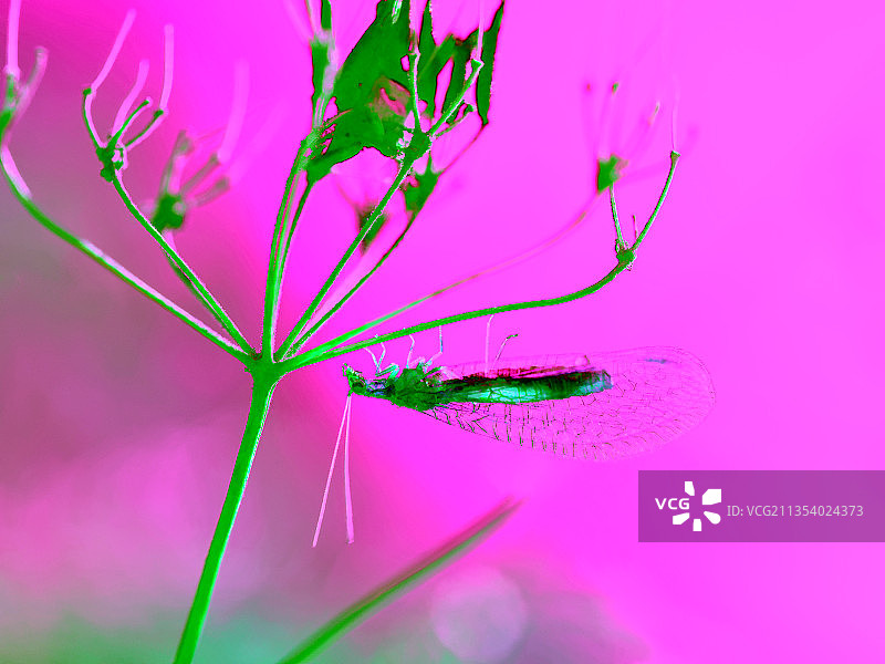 俄罗斯列宁格勒州弗谢沃洛日斯克区天空下的植物特写图片素材