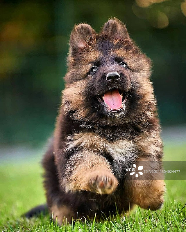 草地上休息的纯种犬特写图片素材