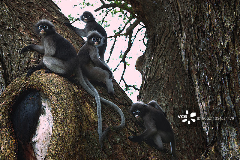 从低角度拍摄的坐在泰国树干上的猴子图片素材