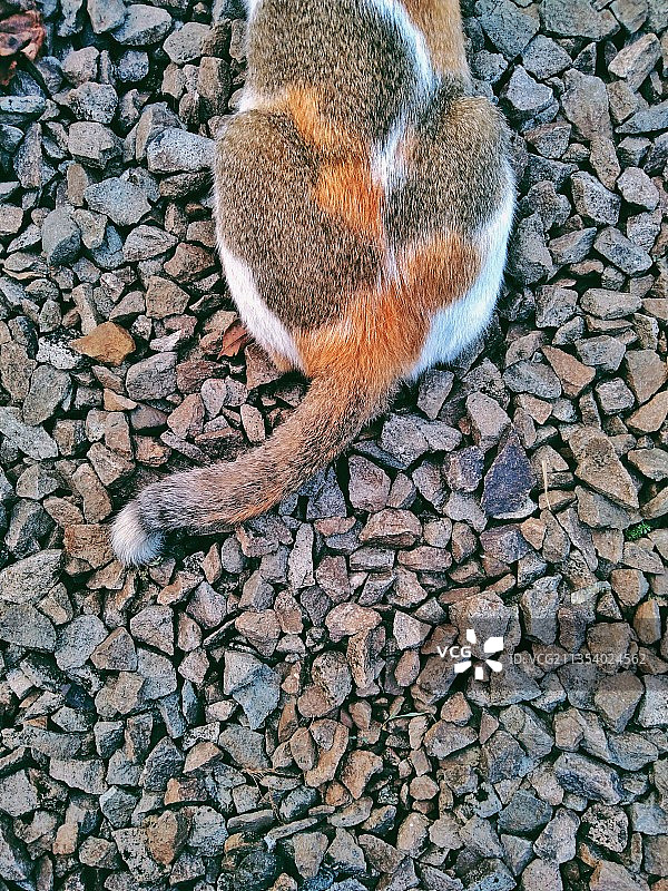 小路上松鼠高角度景观图片素材