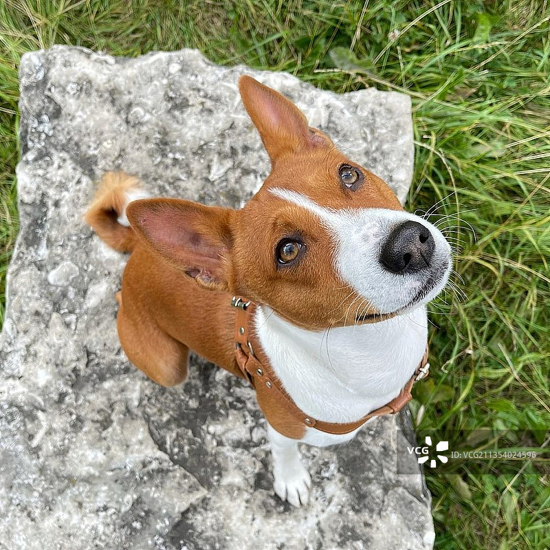 巴辛吉犬站在田野上的高角度肖像图片素材