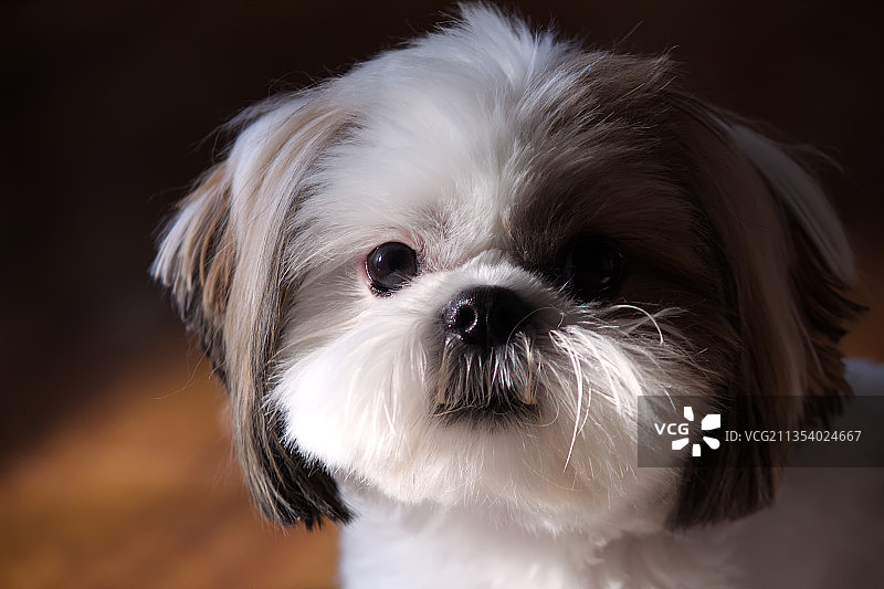 美国华盛顿贝尔维尤的狮子狗特写图片素材