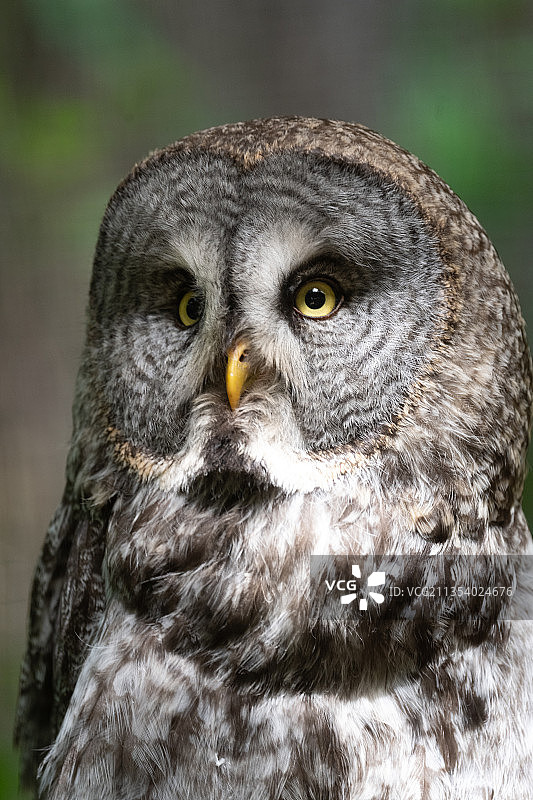 大灰猫头鹰特写图片素材