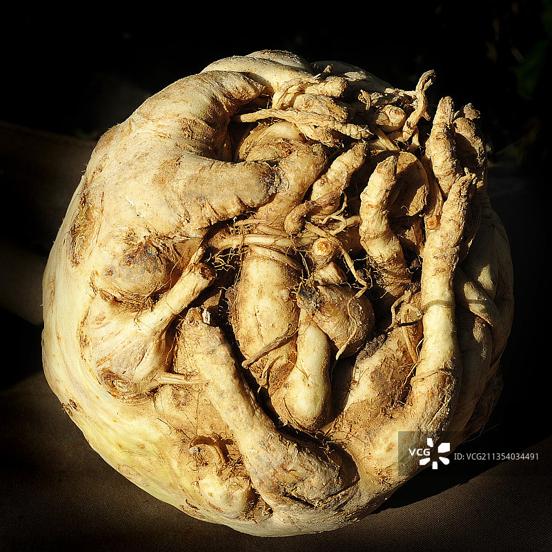 芹菜根图片素材