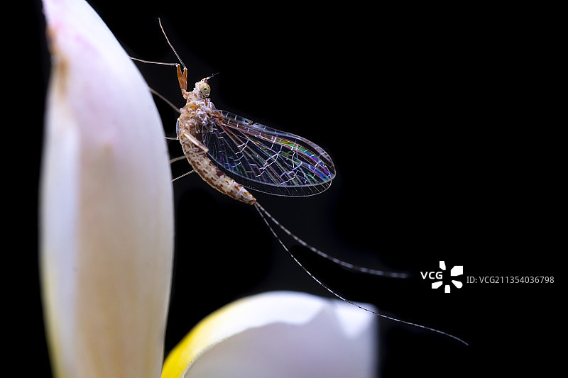 七彩双翼图片素材