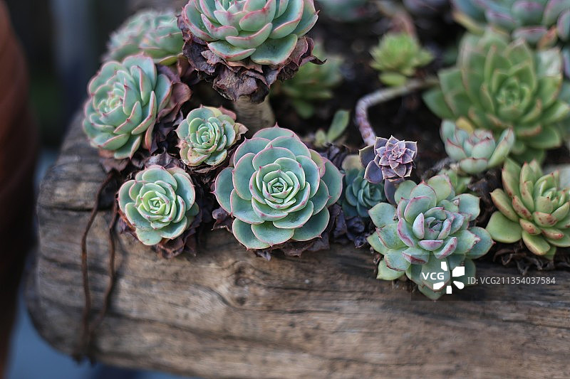 多肉专题图片素材