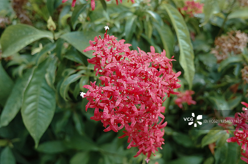 粉色植物特写，新加坡图片素材