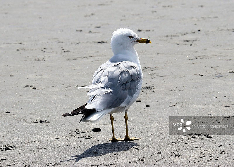 美国缅因州斯卡伯勒海岸上的银鸥特写图片素材
