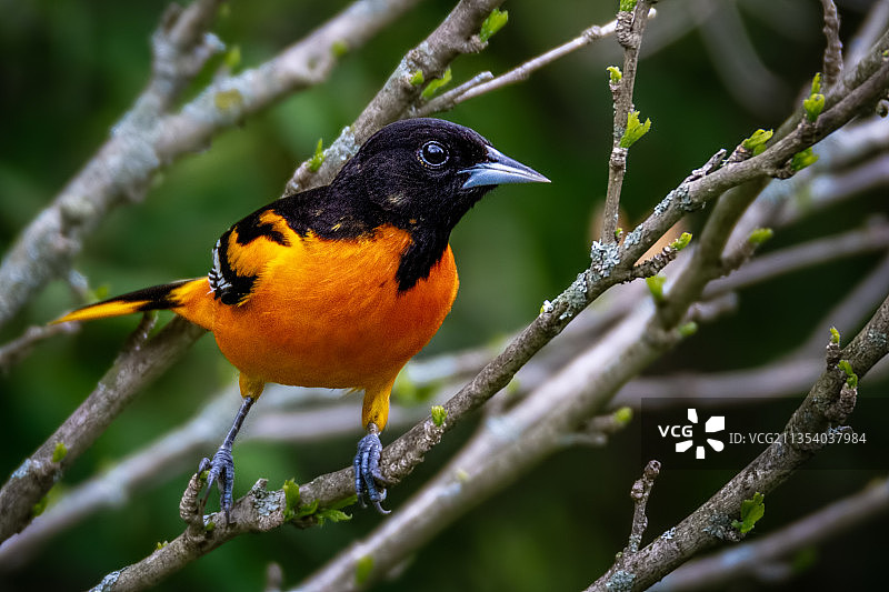 北方金莺栖息在树枝上的特写图片素材