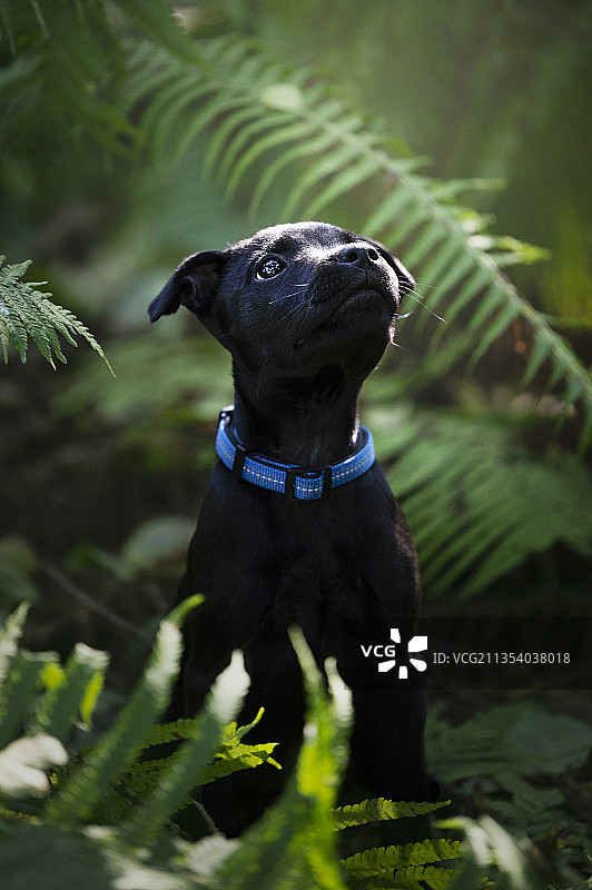 站在田野上的混血人群特写，波兰图片素材