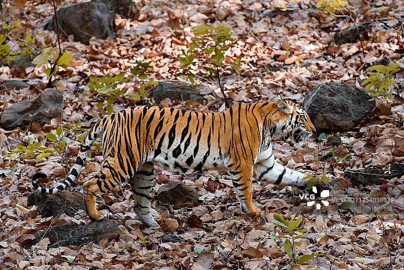 在田野上行走的老虎侧身像图片素材