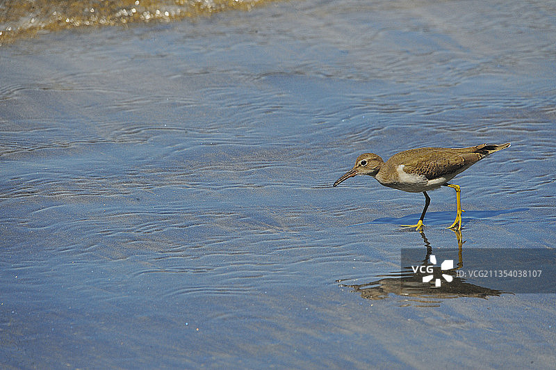 沙滩鹬栖息在湖中的侧视图图片素材