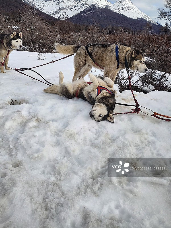 雪地里狗狗们的俯视照片图片素材