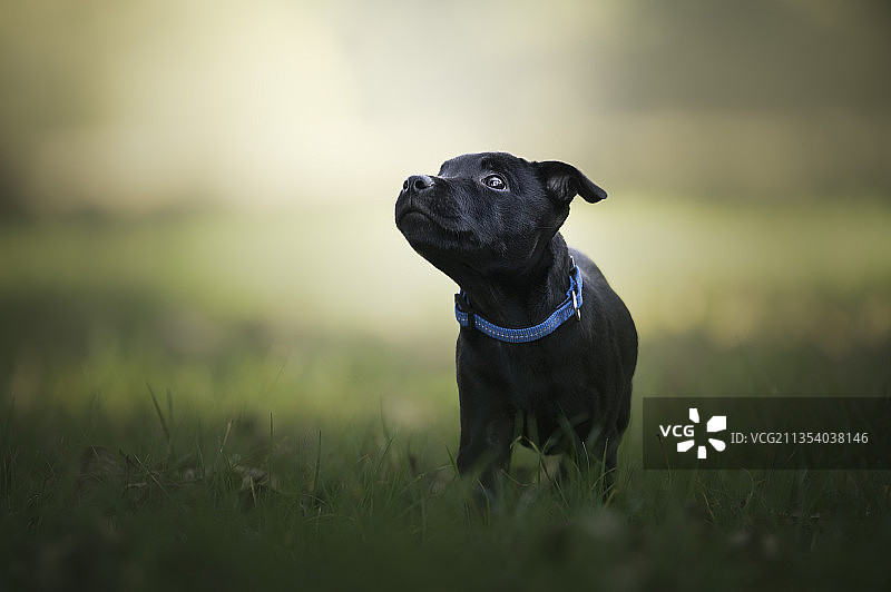 站在波兰田野里的可爱斯塔福郡斗牛梗图片素材