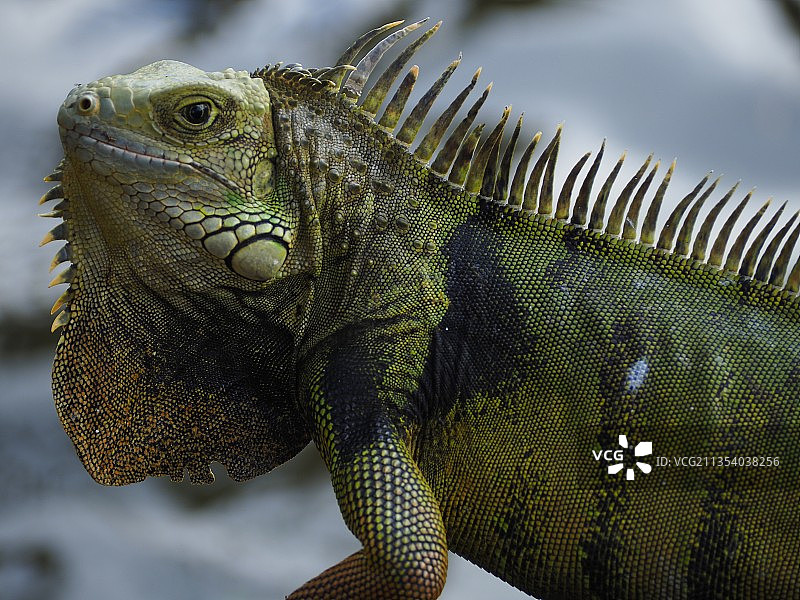 哥伦比亚里萨拉尔达多斯克布拉达斯绿鬣蜥特写图片素材